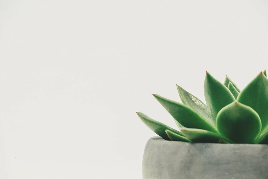 Pflanze minimalistisch modern Welche Pflanzen erhöhen die Luftfeuchtigkeit im Raum