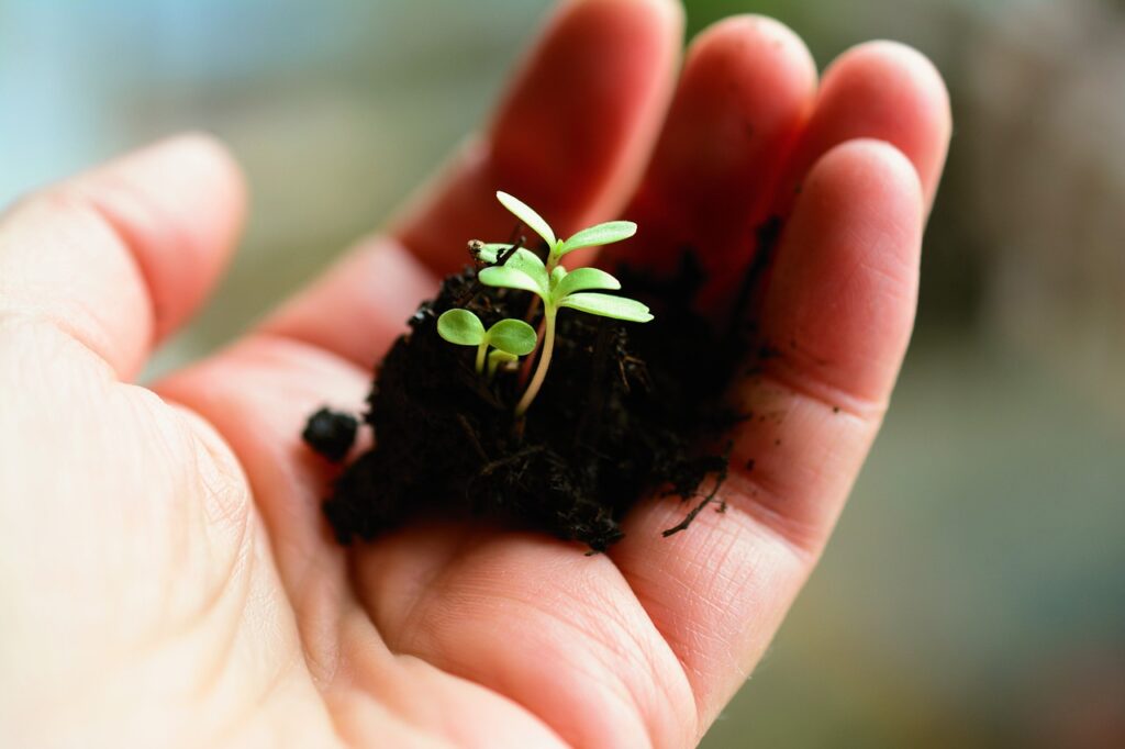 Keimling auf der Hand Pflanze Microgreens anbauen und verkaufen Geld verdienen