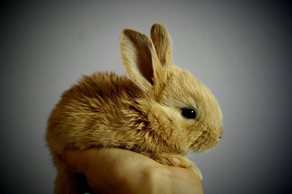 kleines Kaninchen Haustier auf der Hand Kaninchenstall vor Regen schützen Tipps